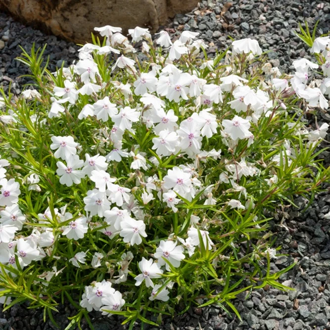 Phlox Moos Maischnee (x3)