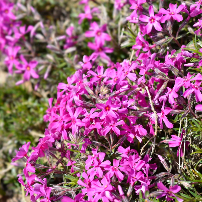 Teppich-Flammenblume 'Atropurpurea'