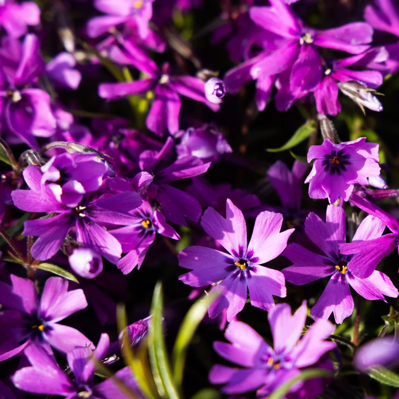 Teppich-Flammenblume 'Atropurpurea'