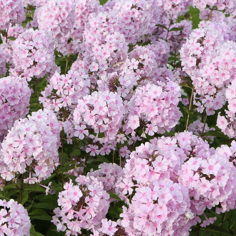 Flammenblume ‘Rosa Pastell’