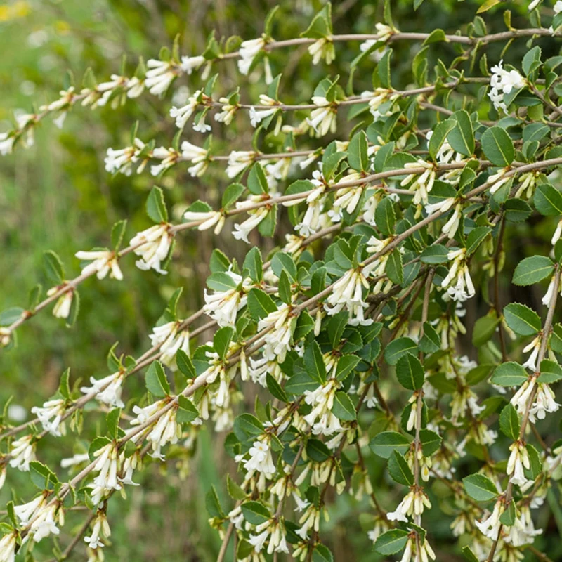 Duftblüte (Osmanthus delavayi)