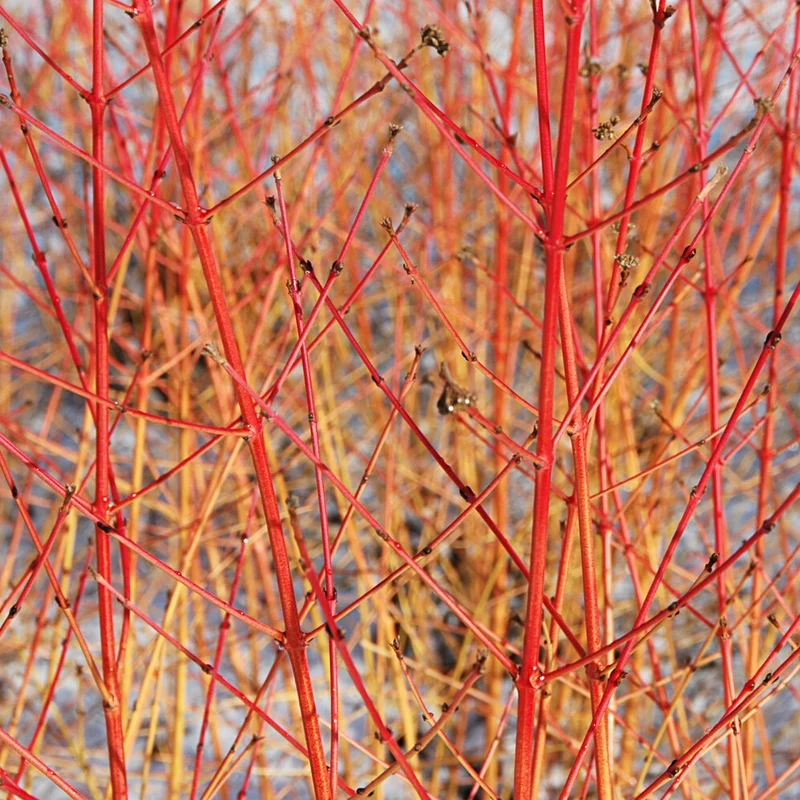 Blutroter Hartriegel Midwinter Fire