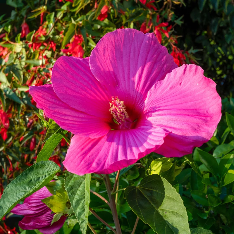 Roseneibisch Extreme Magenta ®