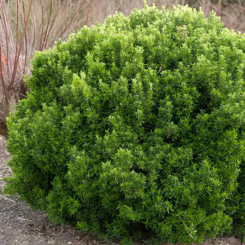 Japanischer Spindelstrauch 'Microphyllus'