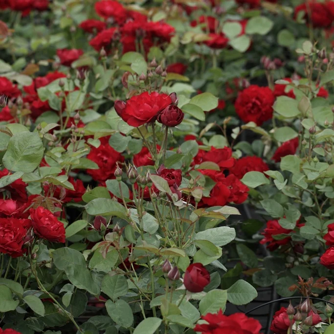 Rose ‘Lili Marleen’