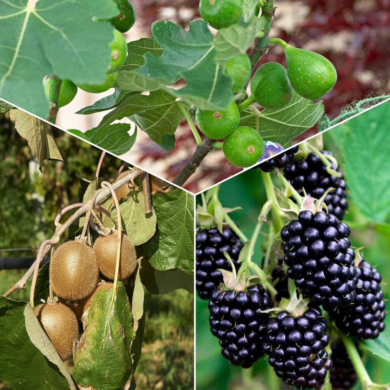 Sommerobst-Kollektion (Feige, Maulbeere, Kiwi)