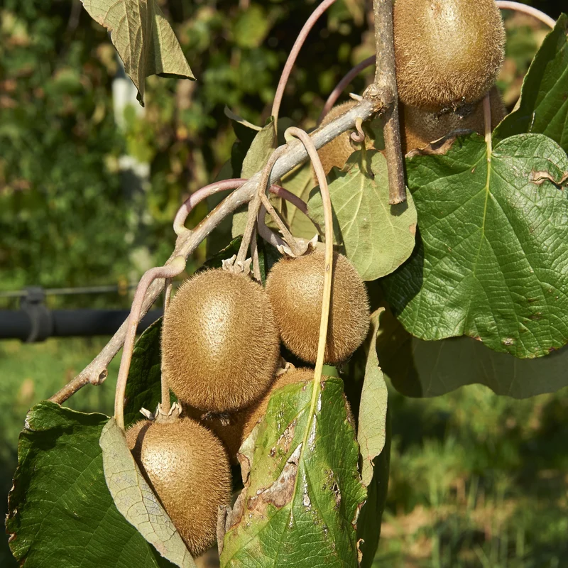 Sommerobst-Kollektion (Feige, Maulbeere, Kiwi)
