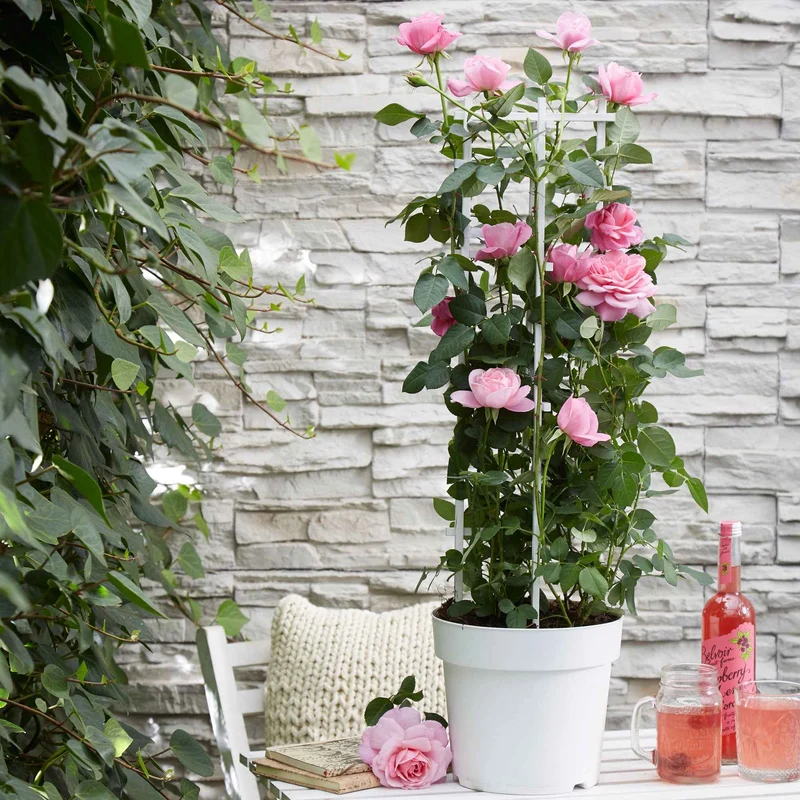 Kletterrose 'Crazy in Love' rosa