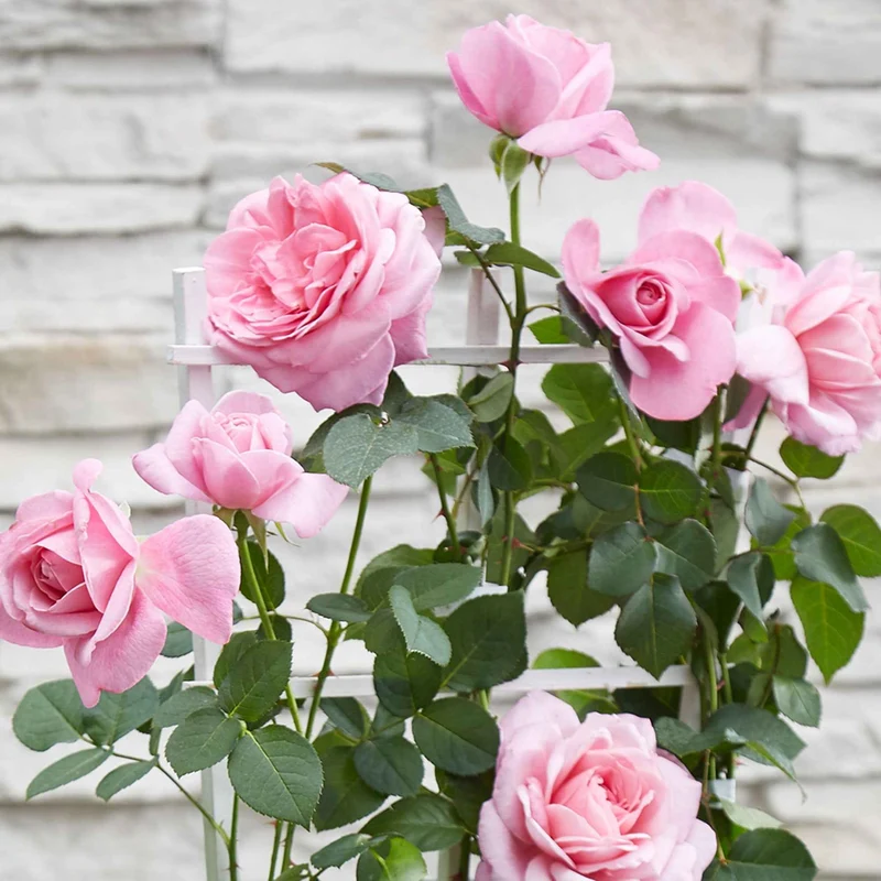 Kletterrose 'Crazy in Love' rosa