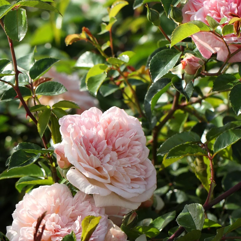 Kletterrose ‘Gloire de Dijon’