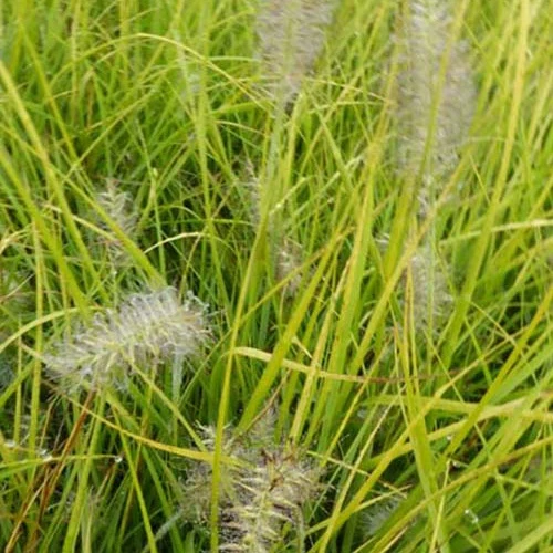 Lampenputzergras ‘Jommenik’