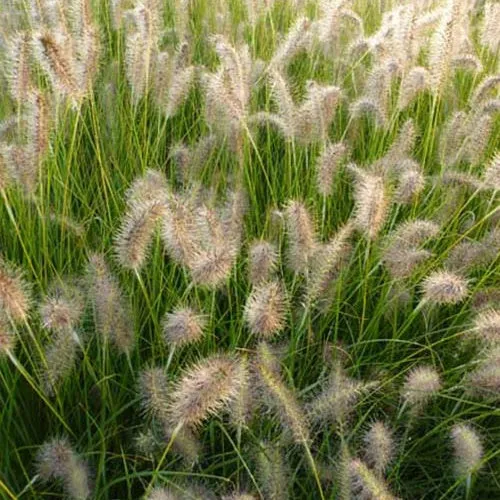 Lampenputzergras ‘Goldstrich’