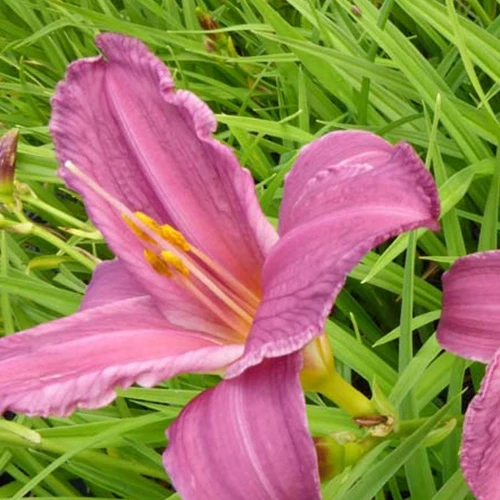 Hemerocallis Summer Wine Lilie eines Tages