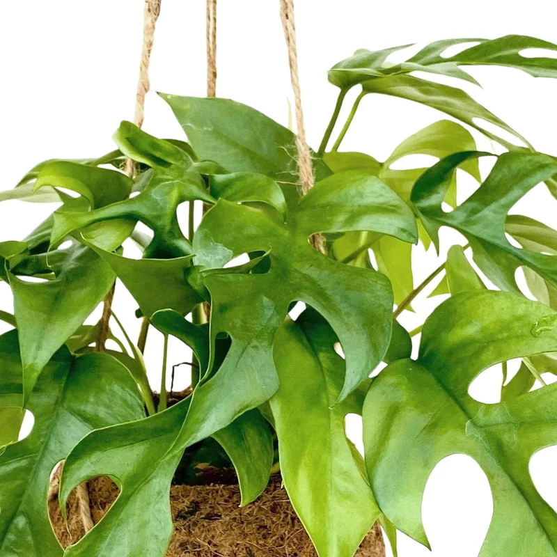 Kokodama Lochpflanze Monstera minima Inkl. Kokostopf