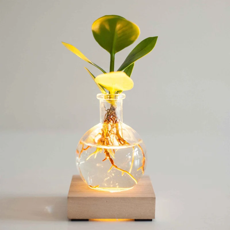 Clusia im Samoa-Glas mit LED-Beleuchtung - Hydroponik