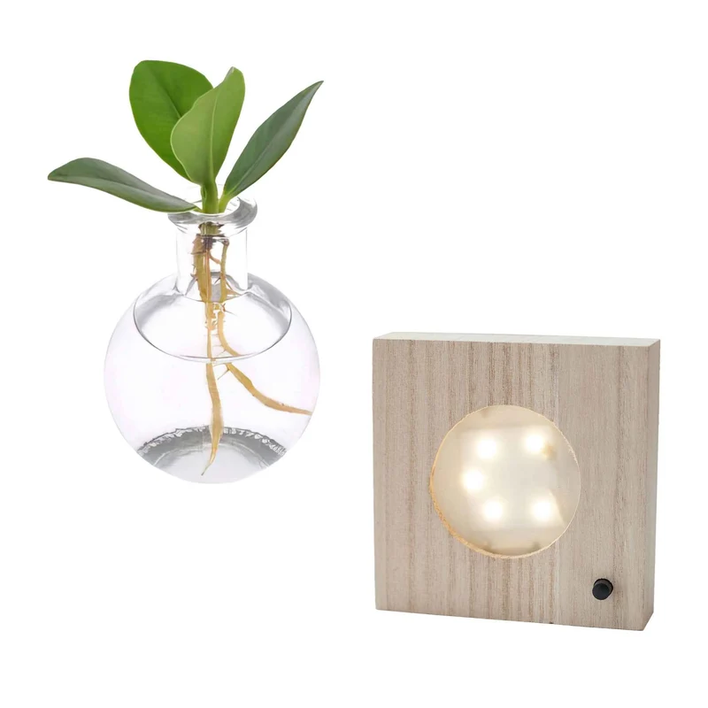 Clusia im Samoa-Glas mit LED-Beleuchtung - Hydroponik