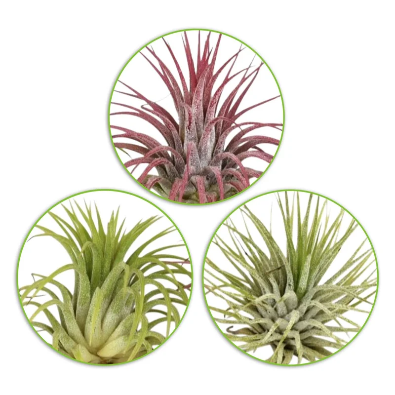 Tillandsia Mischung (x3)