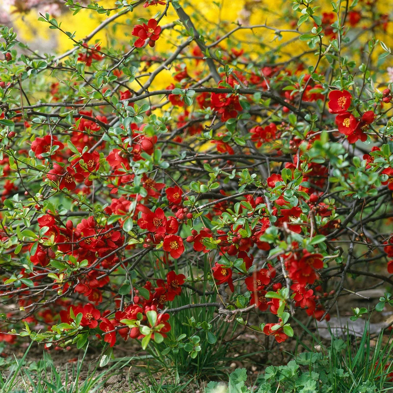 Zierquitte Crimson and Gold