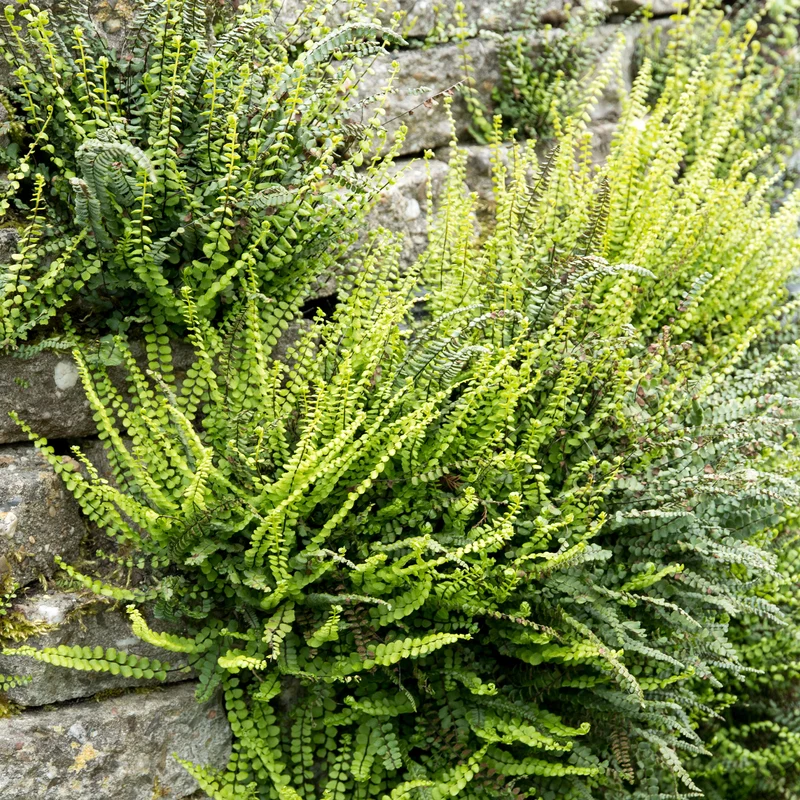 Braunstieliger Streifenfarn