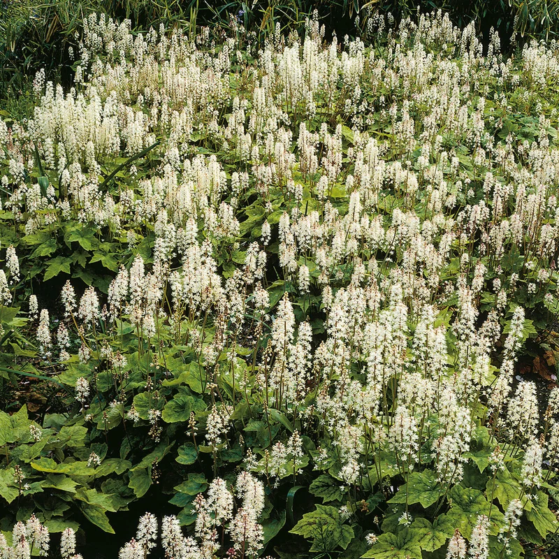Amerikanische Schaumblüte