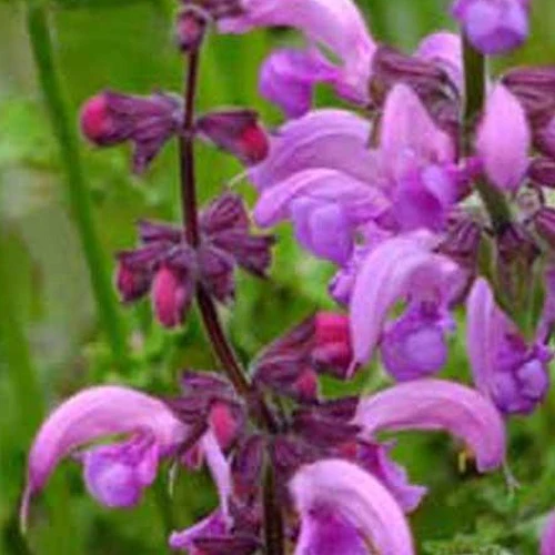 Wiesensalbei Sweet Esmeralda