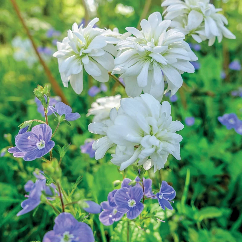 Knöllchen-Steinbrech (Saxifraga Granulata) (x5)