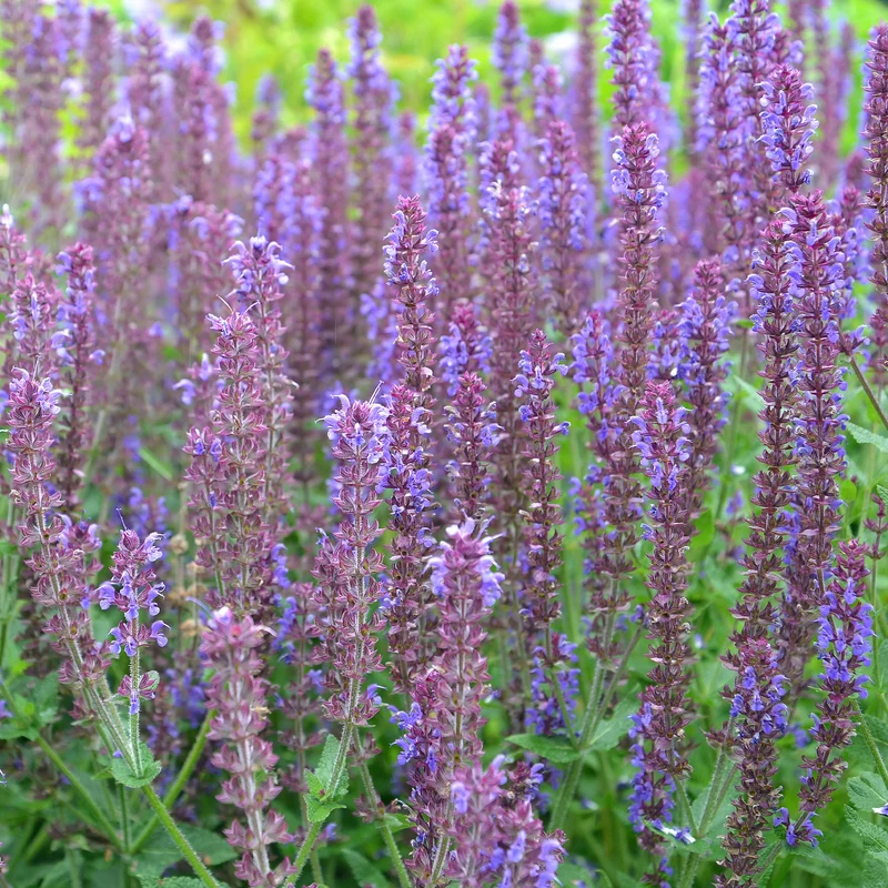 Steppen-Salbei ‘Ostfriesland’