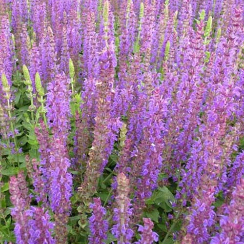 Steppen-Salbei ‘Ostfriesland’