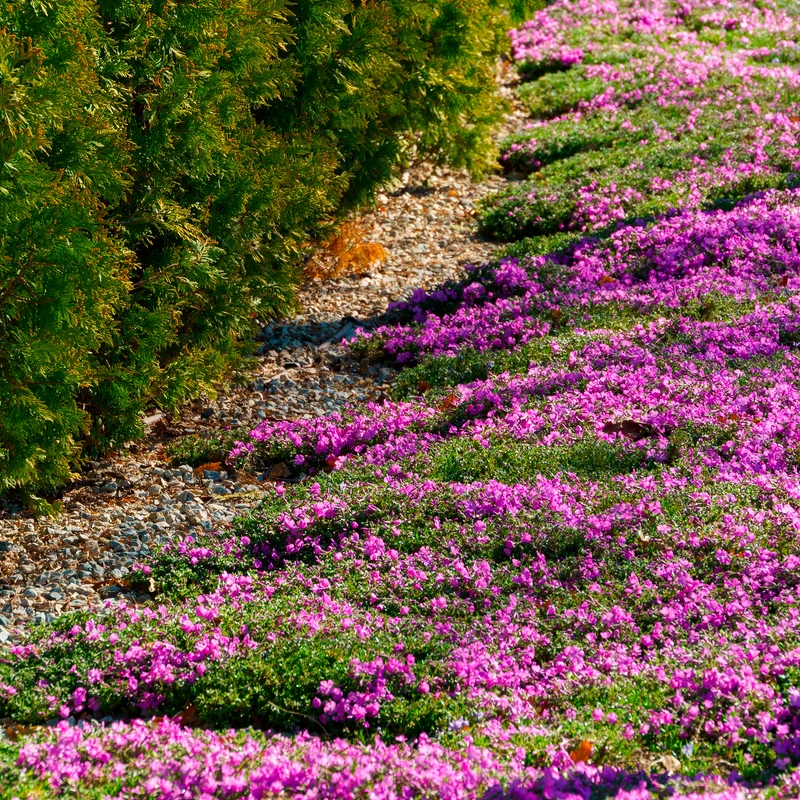 Teppich-Flammenblume 'Mac Daniels Cushion'