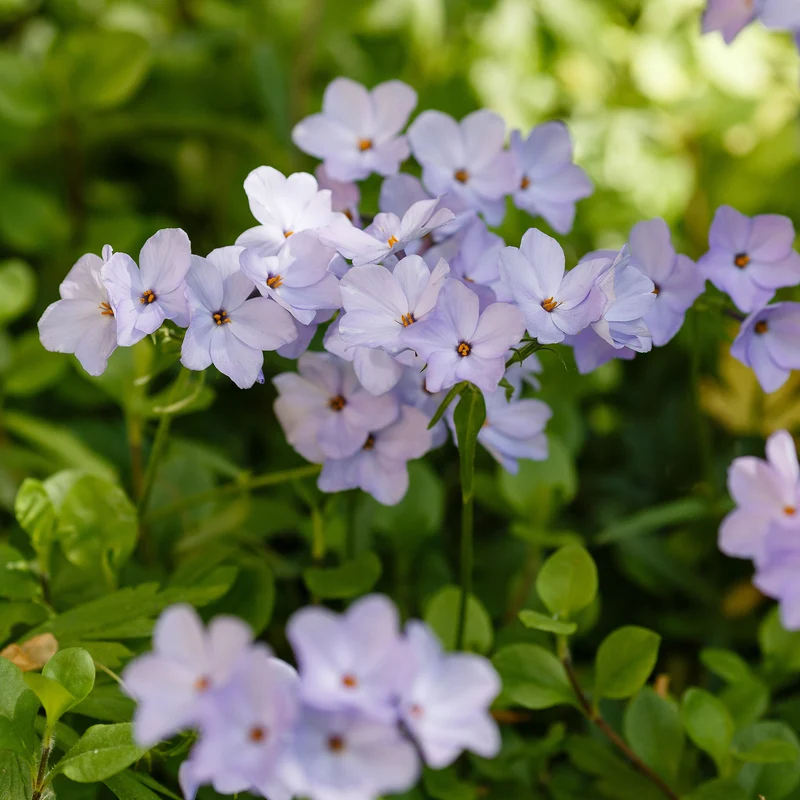 Ausläufer Flammenblume 'Blue Ridge'