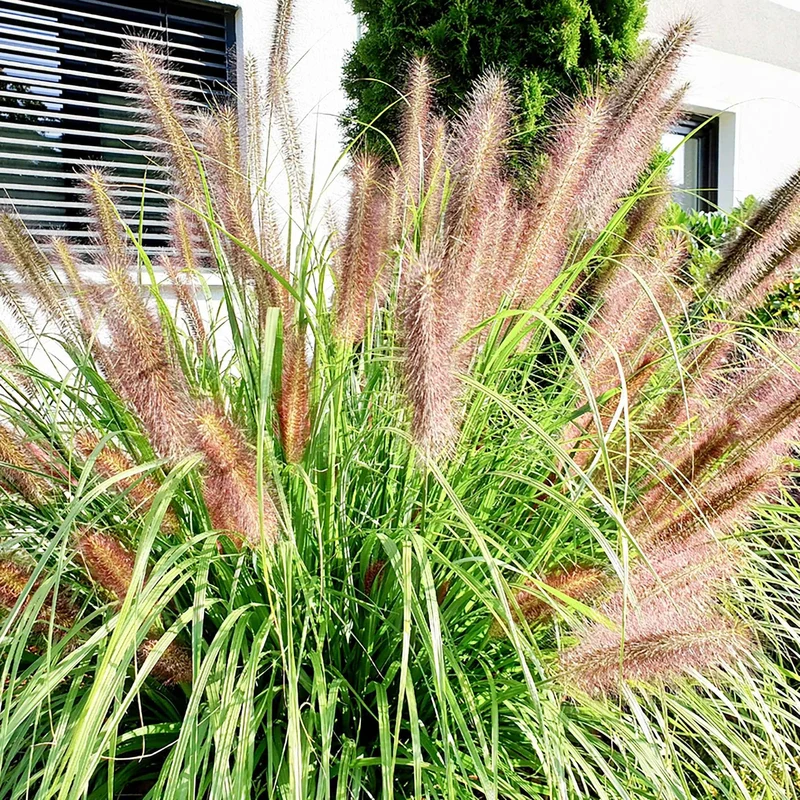 Lampenputzergras 'Flamingo'