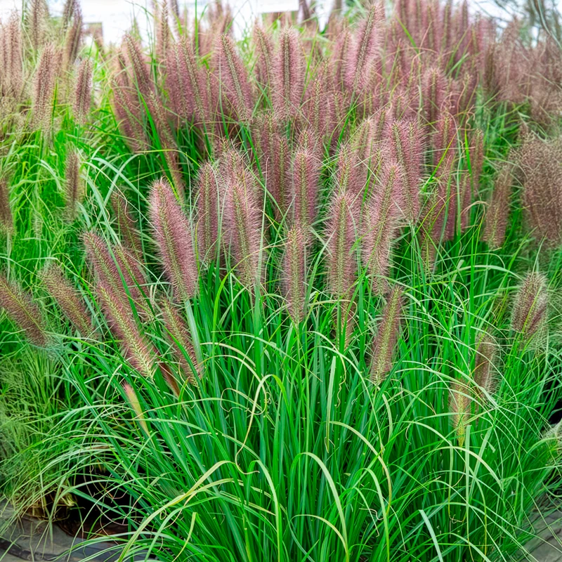 Lampenputzergras ‘Red Head’