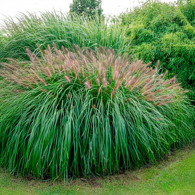 Lampenputzergras ‘Red Head’