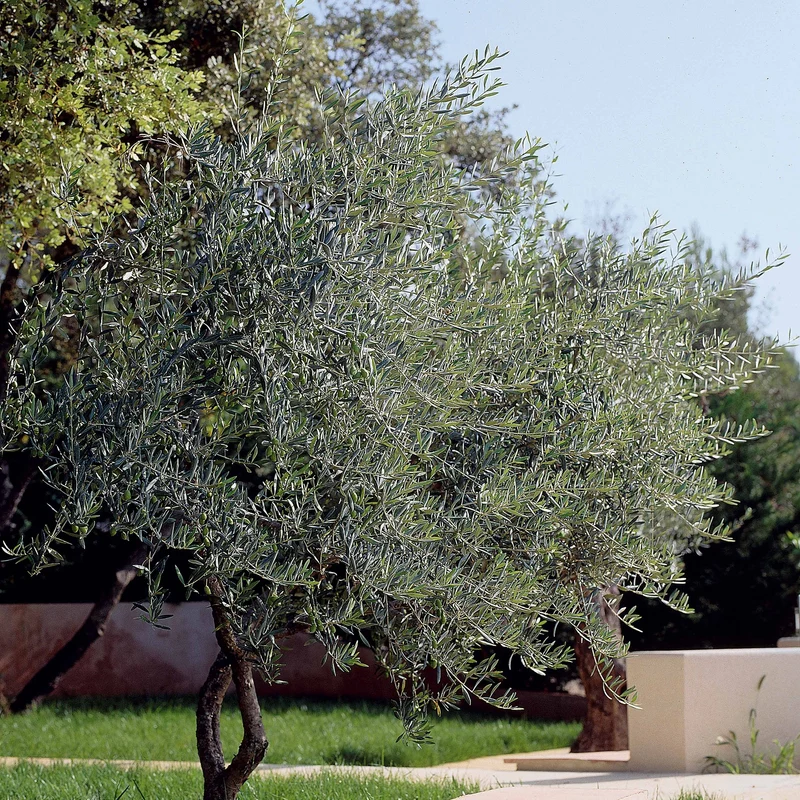 Olivenbaum