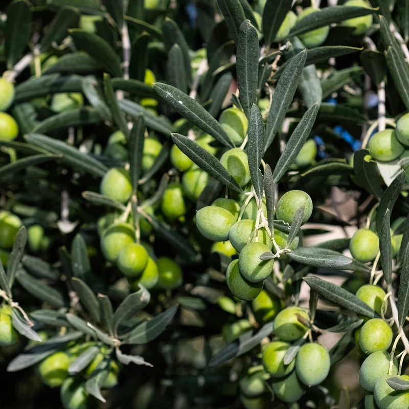Olivenbaum