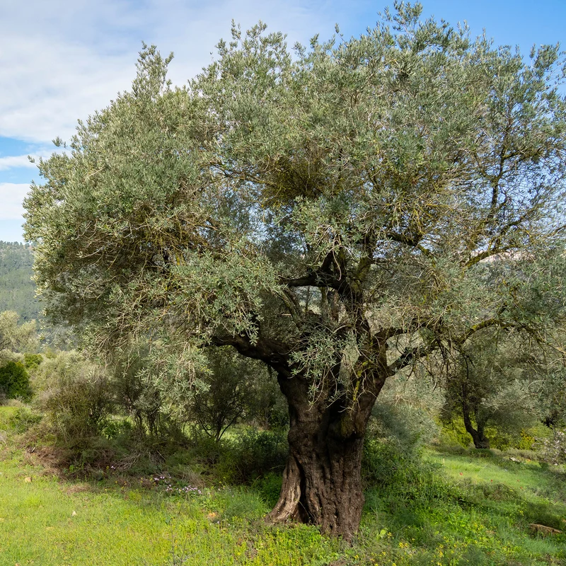 Olivenbaum