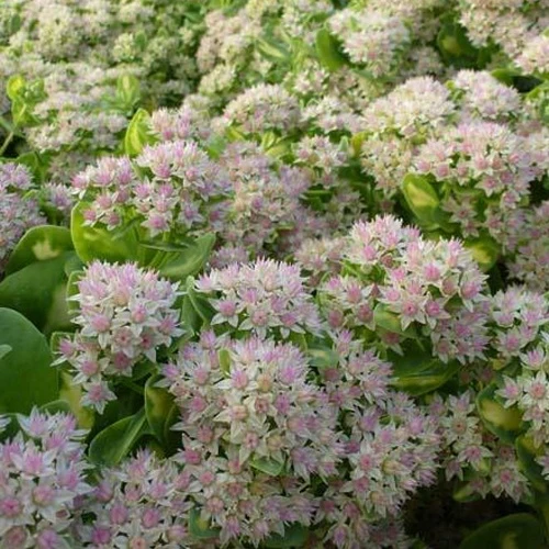 Knabenkraut Mediovariegatum Hylotelephium Variegatum