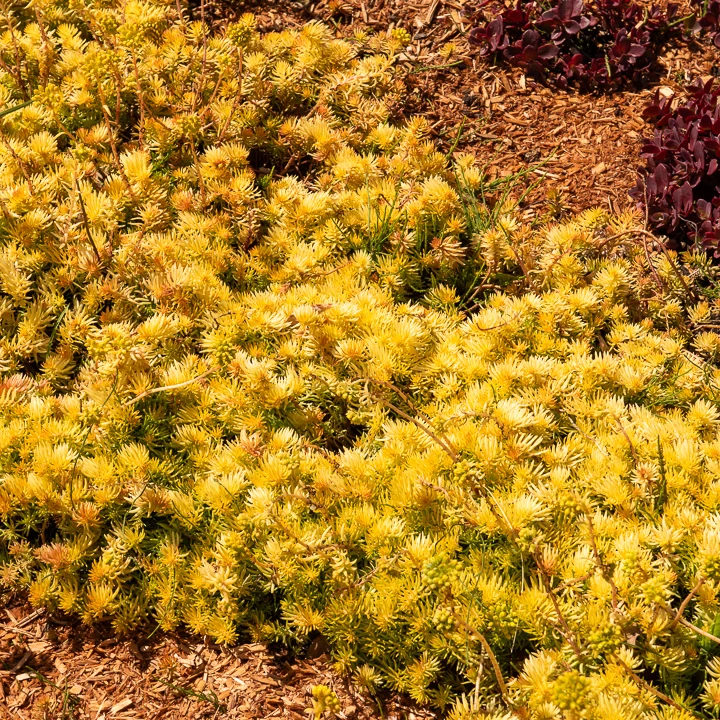 Felsen-Fetthenne ‘Angelina’