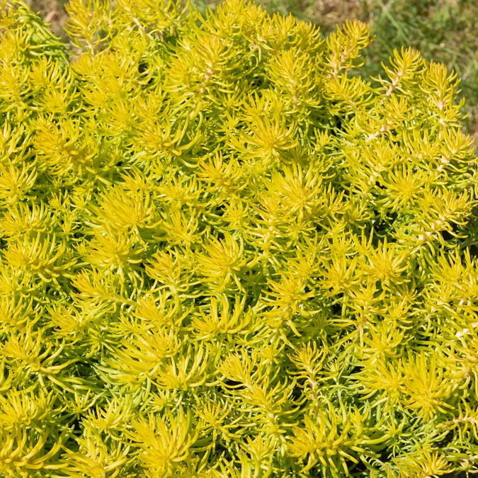 Felsen-Fetthenne ‘Angelina’