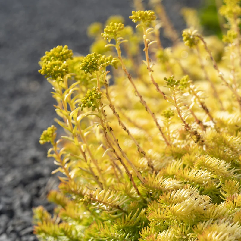 Felsen-Fetthenne ‘Angelina’