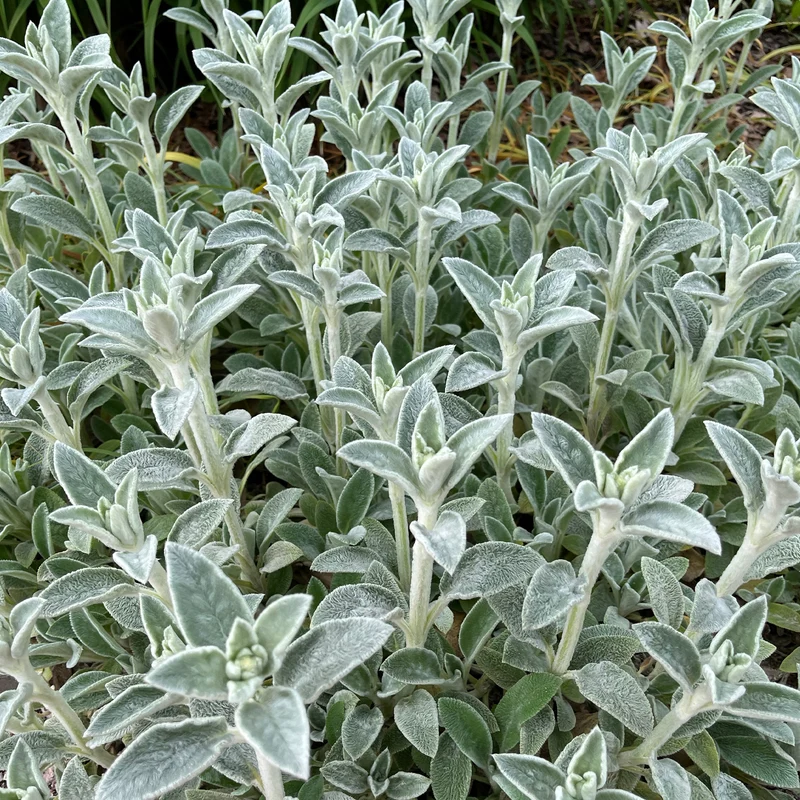 Kaninchenohr Silver Carpet