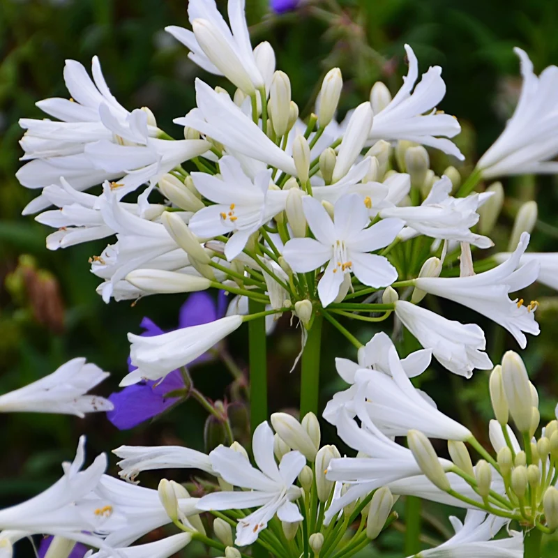 Schmucklilie PITCHOUNE® White