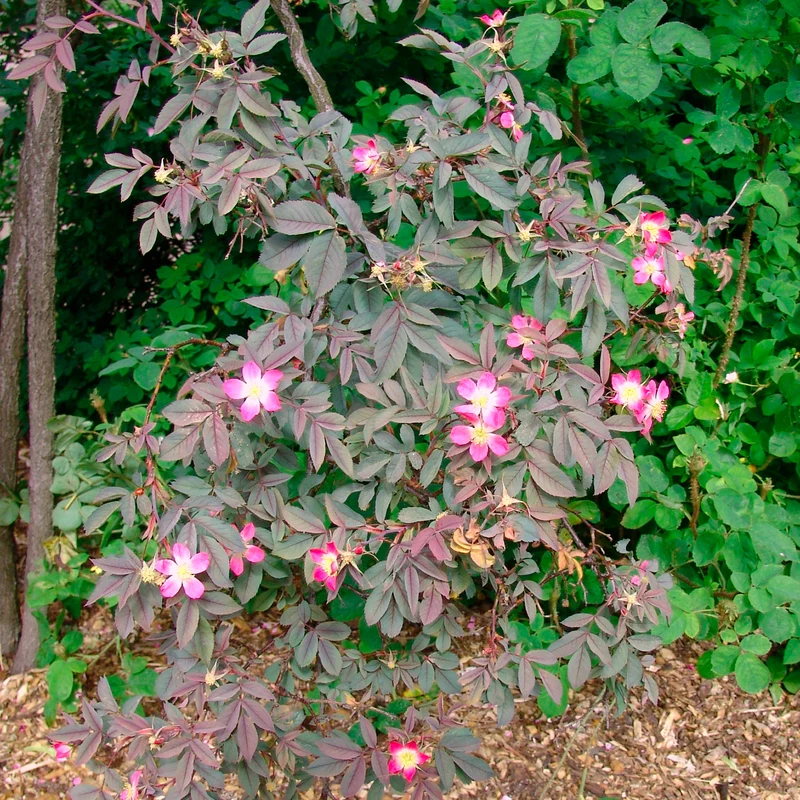 Rotblatt-Rose Glauca