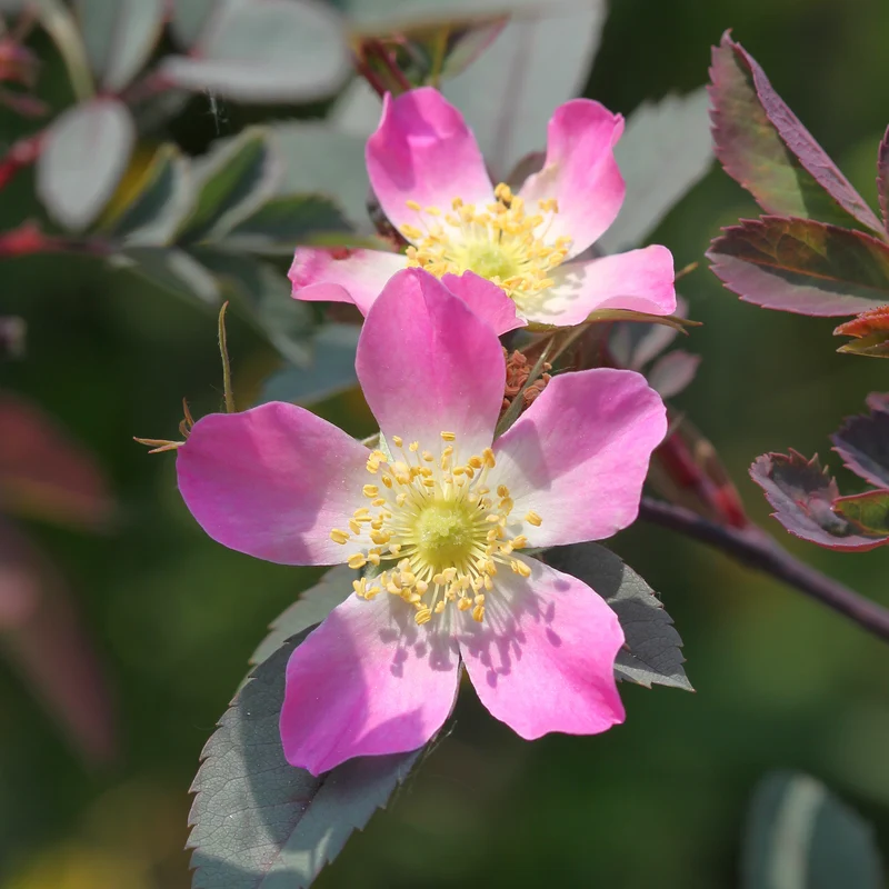 Rotblatt-Rose Glauca