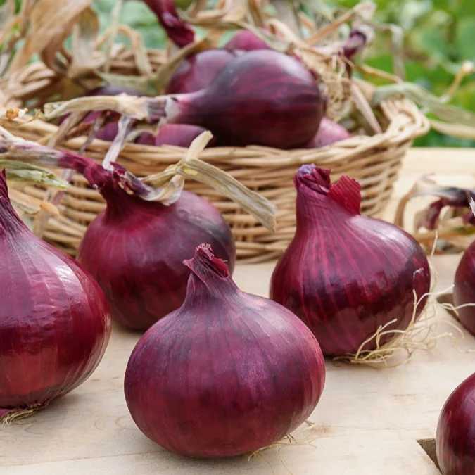 Rote Zwiebel Red Baron Bio