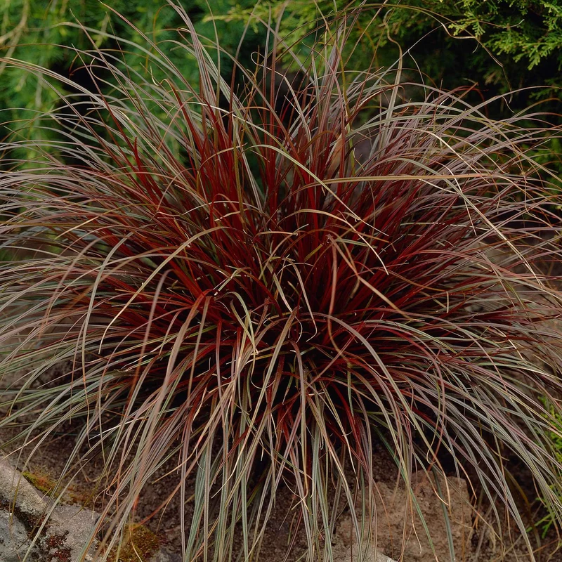 Rote Hakensegge