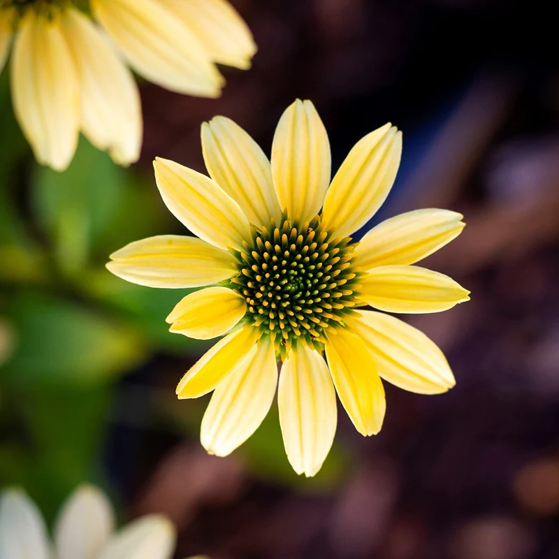 Gelber Sonnenhut Mellow Yellows