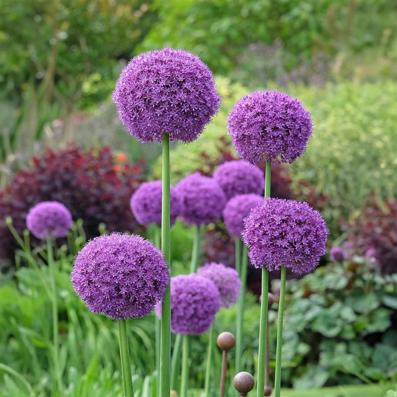 Riesen-Lauch