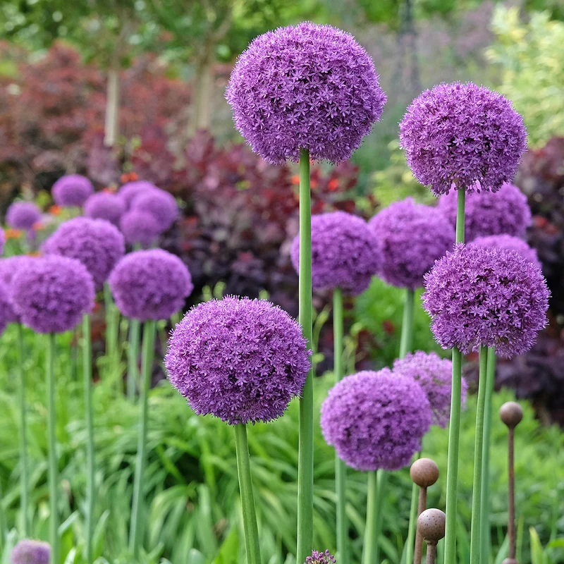 Riesen-Lauch