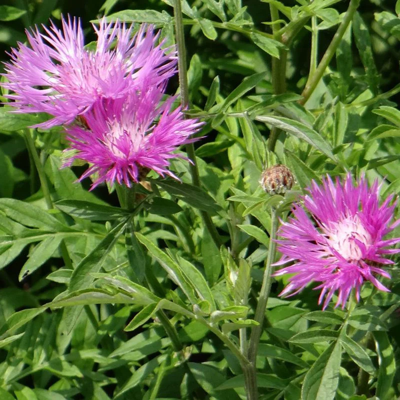 Flockenblume